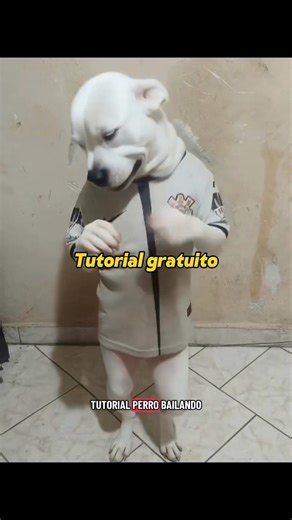 Tutorial: Cómo Hacer Videos Bailando con IA y Perros