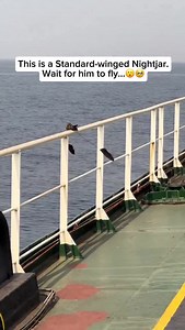 212K views · 5.1K reactions | The standard-winged nightjar is a...