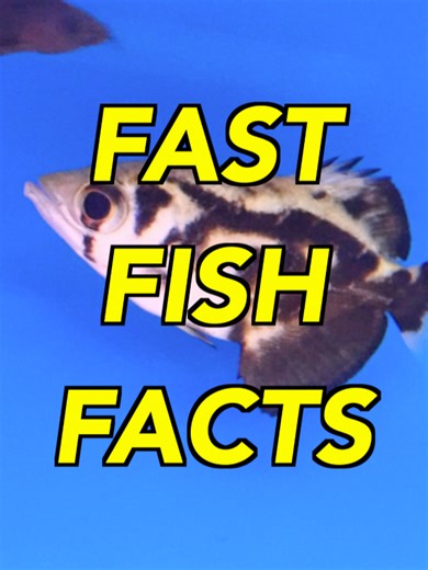 Fast Fish Facts: Spitting Distance... #archerfish #aquarium #fishtank It wouldn't look good if you did it, but the Archerfish's spitting skills are very impressive!