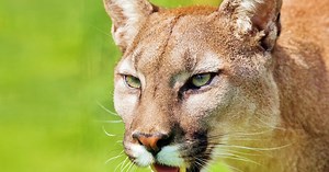 Here’s how to fend off a mountain lion attack and live to tell the tale