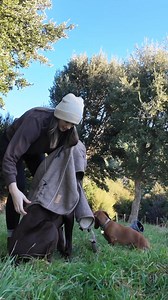 32K views · 50 reactions | Our best-selling dog jackets have officially landed in the UK  Meet the Highland Coat - uniquely designed by our founder in New Zealand, combining timeless style, warmth, and exceptional quality. Each coat is crafted to keep your dog cosy through chilly walks and looking effortlessly smart while doing it. Tested by our own dogs, Toby and Maple (our original Pointer & Hound), and now available exclusively at pointerandhound.com | Pointer & Hound | Facebook