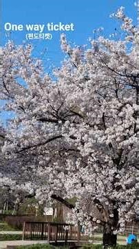 one way ticket(편도티켓).song by Bony M(노래.보니 엠). Suwon south Korea.
