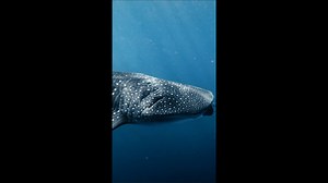 Whale Shark Wonder: Up-Close with a Gentle Giant.