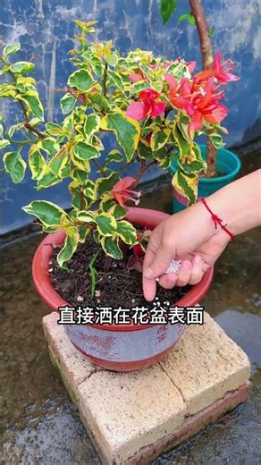 Spring Revival: Nature's Awakening