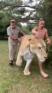 253K views · 6.6K reactions | BIGGEST LIGER EVER?!勞 | Jayprehistoricpets | Facebook