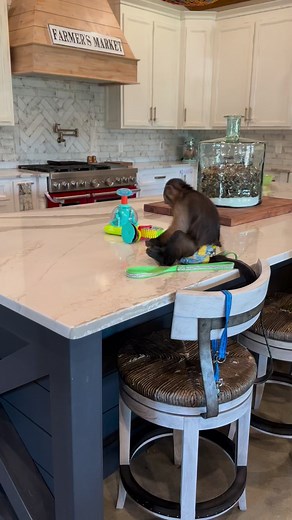 2.1M views · 13K reactions | Dad burn cell phones, I feel the same way Bear 藍#monkey #goodtimes #cute #funny #sweetboy #Sweet #fun #capuchin | Our Life Adventures | Facebook