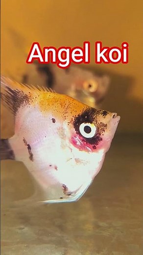 Koi Angelfish