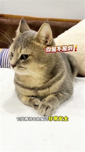 Decode Cat's Postures: The Hidden Language of Feline Poses