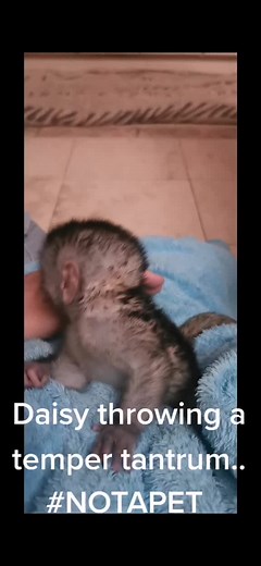 Baby Monkey Throwing Tantrums in South Africa