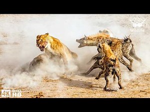 LIONS vs HYENAS Africa’s Most Brutal Predator Rivalry | Nature Animal Documentary