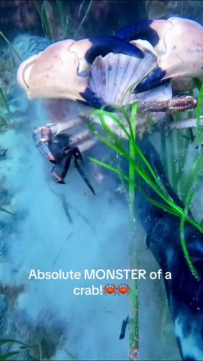 Record-Breaking Giant Crab! Massive Creature of the Sea