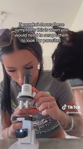 Identifying Parasite Symptoms in Koi Fish