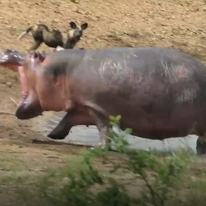 1.4M views · 8.2K reactions | Mereka menghancurkan singa, menangkap cheetah yang cepat dan melahap buaya besar seolah-olah itu hanyalah seekor kelinci… Jelas sekali, kuda nil tidak memiliki saingan yang bisa menghadapi mereka di dalam hutan. | Positif + | Facebook