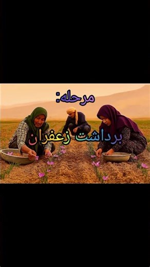 🌱 «طلای زعفرانی؛ طلای سرخ ایران» 🤩#آموزش. #agriculture. #طلای سرخ