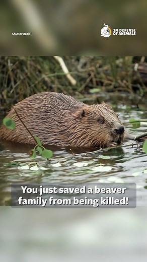 Because of you, a beaver family in Vermont is safe! 🦫 We raised funds, joined volunteers in the water, and installed a beaver deceiver, protecting their wetland home and all the life it supports. Read more: https://bit.ly/47VS1NU Please share this post to maximize your impact, and consider making a donation to support our work for beavers https://bit.ly/47O1ruS Thank you. #beaver #Vermont | In Defense of Animals