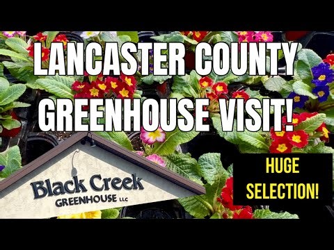 🌷Black Creek Greenhouse Visit! Lancaster County! They Have Everything! Spring 2026!🌿