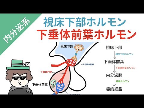 視床下部ー下垂体前葉ホルモンを一気に覚える方法