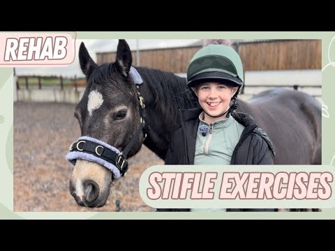 REHAB - HOW TO STRENGTHEN HORSE STIFLES