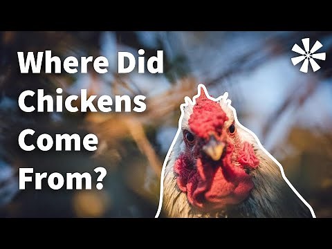 WHERE Did Chickens Come From? 🤔