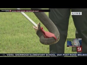 VIDEO: Water moccasin caught outside Seminole Co. home ahead of Dorian