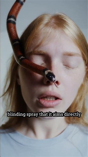 This Cobra Shoots Venom From Its Fangs! 🐍 (Blinding Defense)