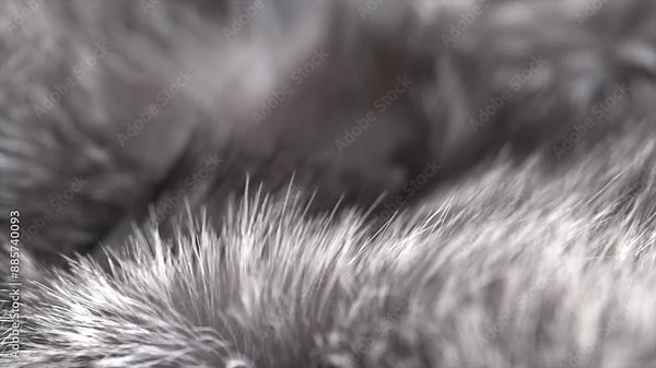 Silver fox fur background. Gray with black fur clothes texture closeup. Soft and fluffy grey macro shot. Fluffy Texture surface. Backdrop. Slow motion