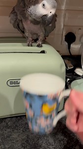 30K views · 1.2K reactions | Toaster is unplugged and probably belongs to Jack now. If you have to comment ‘this is why you can’t eat at anybodys house’, you needn’t bother. You’re NPI - not PLUCKIN’ INVITED! So don’t have a sleepless night on behalf of our parrot toast diseases #parrots #africangrey #birdsofinstagram #funnyanimals #petvlog #petreels | FartBirb | Facebook
