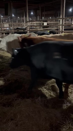 Nice bred heifers selling tomorrow Dec 9th. Bred to Angus bull. | Cattlemen's Livestock Auction