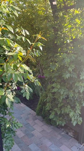 Tulips in May 💜 | Garden Answer