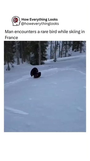 How Everything Looks on Instagram: "A viral video captures a rare moment in the French Alps as a skier encounters a Western Capercaillie (Tetrao urogallus), one of the world's largest grouse species. The bird, a large male displaying its fanned tail feathers, is identifiable by its dark plumage with a metallic green breast sheen. These birds typically inhabit mature, high-altitude coniferous forests across Europe and Asia, and this specific interaction is likely a filming of the male's territori