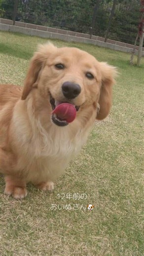 ペットショップで売れ残り気味だったおいぬさん。 犬種はカニンヘンって言われてたけど実際はミニチュアダックスフンドだったよ。 お色はレッドでもクリームでもなくてゴールドだよ！！( *¯ ꒳¯*) お迎えしてすぐ皮膚病とわかり、毛がたくさん抜けちゃったよ。 完治して毛も体重も増えたよ！ この頃はまだ痩せてるけど気づいたらわがままボディに、、:( ;´꒳`;) ダックスの割には胴も鼻も伸びなかったよ。 おかげでiPhoneの写真アプリがほぼ確でゴールデンレトリバーって言ってくるんだ… . 今はもう撫でてあげたりできないけどずっとずっと大好きだよ。 姿は見えないけど近くにいると思ってるよ。 お空で楽しんでくれてるといいな。 我が家の永遠のアイドルoinusan！ #犬 #犬のいる生活 #ダックスフンド #ミニチュアダックス #miniaturedachshund #パピー犬 #パピー期 #虹の橋 #虹の橋を渡った愛犬 #虹組 #おすすめ