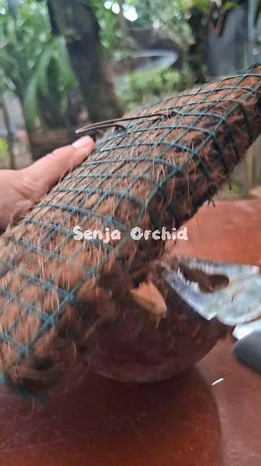 Making coconut shell pots for growing orchids ,happy gardening 😊 #coconutchell #orchidpots #tips #gardening | Senja Orchid