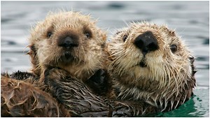 Montana Otter Attack Leaves Three Women Injured, One Airlifted To Hospital