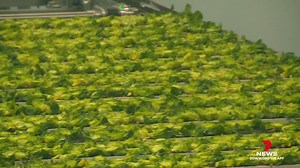 126K views · 1.4K reactions | An indoor farm of the future is revolutionising the way we grow fruit and vegetables in the Sunshine State. Download the 7NEWS app: 7news.link/7newsapp #7NEWS | 7NEWS Brisbane | Facebook