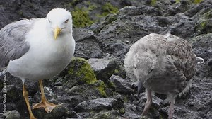 Mother seagull and young baby bird chicks. Gulls, or colloquially seagulls, are seabirds of the family Laridae in suborder Lari. Chicks white stout chick bills webbed feet animal wild wildlife cub