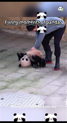 Funniest panda fails compilation, your daily laughter #PandaCompilation #FunnyAnimalVideo #Panda