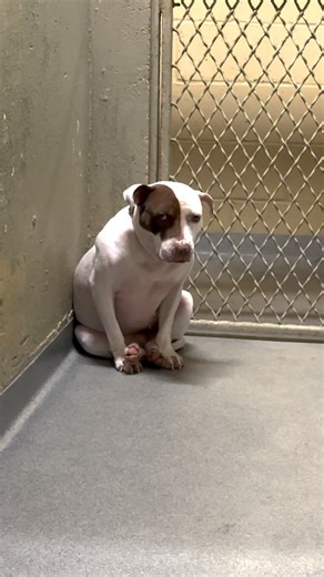 She’d lost all trust in people 💔 But these volunteers never gave up, and slowly, her spark came back ✨ Storm’s come so far. Now all she needs is a home to call her own 💕 Apply to adopt her from Never Losing Hope for TOHAS Shelter Dogs here: thedo.do/AdoptStorm Keep up with them on Facebook: https://thedo.do/NLHFT | The Dodo