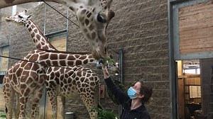 47K views · 1.5K reactions | A look at one of our keepers giving some food treats to the giraffes. Food enrichment is one of the ways keepers develop and strengthen their bond with the animals they care for! | Bronx Zoo | Facebook
