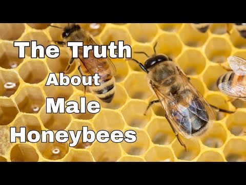 What's So SPECIAL About Male Honeybees?