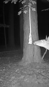 6.2K views · 14 reactions | Just a taste 奈 | Code Blue Scents | Facebook