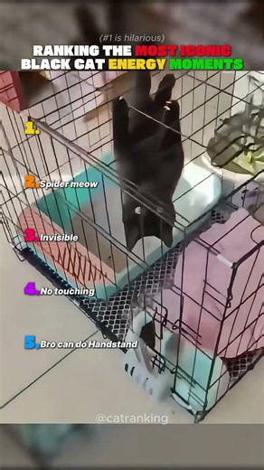 Ranking the most ICONIC black cat energy moments 🖤😼 #catranking #shorts #petsunited #wildliferescue