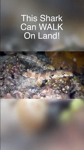 How these WEIRD SHARKS "Walk" on Land