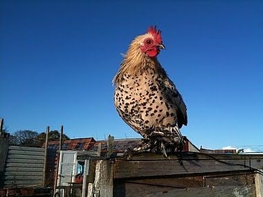 Booted Bantam pictures, video, information, and chicks. - Chicken Breeds List