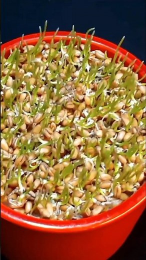 “Time-lapse Wheat Growth 🌱 | From Seeds to Mature Plants | Amazing Plant Growth