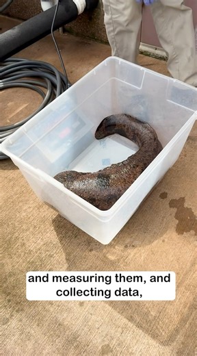 Meet Reptile Keeper Kale 🦎 — one of the dedicated team members behind the incredible reptile and amphibian care at the Honolulu Zoo. On this Reptile and Amphibian Awareness Day 🐍🐸, we’re highlighting the vital conservation work done with the Japanese Giant Salamander — a rare and ancient species that can grow over five feet long! In partnership with the Asa Zoo in Japan 🇯🇵, the Honolulu Zoo is helping protect this vulnerable amphibian through international collaboration and education. These