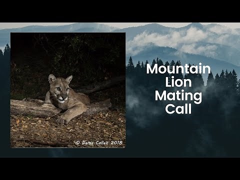 Mountain Lion Mating Call In Angeles National Forest