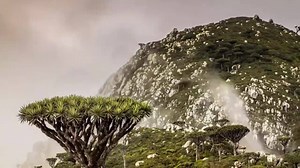 45K views · 1.2K reactions | This is Socotra Island, the most alien-looking place on Earth...Credit video: https://www.facebook.com/ScienceNaturePage/videos/759960564136204/ | Planetary Landscapes | Facebook