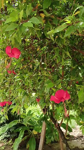 Beautiful flowers from the Mini Garden 36 | Mini Garden