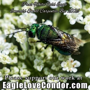 Divine Emissaries and Messengers of Mother Father God Creator 🙏🕉 #paulwhitegoldeagle #angel 🙏🕉