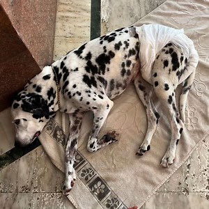 PET DALMATIAN WITH URINARY INCONTINENCE COMES TO VOSD FOR LIFELONG CARE https://vosd.in/active-campaigns/monthly-expenses/ Pet dog Appu underwent surgery for urinary stones removal a while back; after the operation, the poor dog developed a urinary bladder infection. To manage the ailment, Appu had to get a cystotomy, in which 80% of his bladder was removed. This in turn caused him to lose bladder control due to which his urine started to dribble all the time. Meanwhile, Appu's owners were findi
